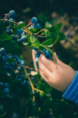 Child Nutrition - Parental Influence for Food